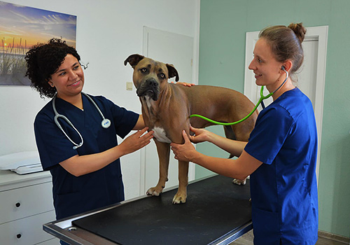 Foto: Praxis Bremerhaven - Mitarbeiter bei Untersuchung eines Hundes