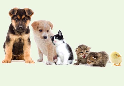 Kleintiere - Hund, Katze, Hamster und Vögel